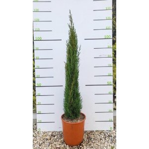 Cyprus vždyzelený (Cupressus sempervirens) ´TOTEM´ - výška 80-100 cm, kont. C10L (-24°C)